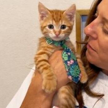 Forest Green -  Tabby and Domestic Short Hair Cat for Adoption in Friendswood, Texas - Forest Green | PetCurious