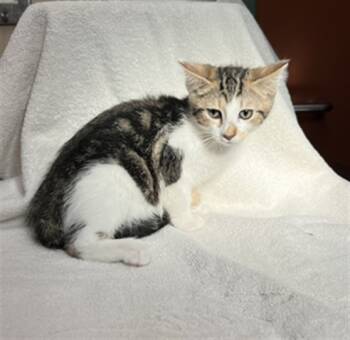 Rescue Domestic Short Hair Cats for Adoption in Rancho Cucamonga, California - CINDERELLA | PetCurious