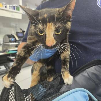 Domestic Short Hair Cats Available for Adoption in Newark, New Jersey - Meatwad | PetCurious