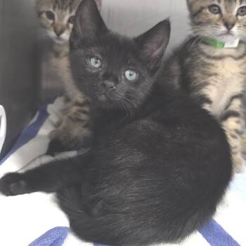Coal -  Domestic Short Hair Cat for Adoption in Fort Wayne, Indiana - Coal | PetCurious