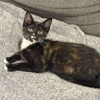 Strawberry Fields -  Domestic Short Hair Cat for Adoption in Spokane, Washington - Strawberry Fields | PetCurious
