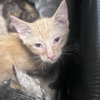 Ricotta -  Domestic Short Hair Cat for Adoption in Philadelphia, Pennsylvania - Ricotta | PetCurious