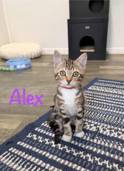 Alex -  Tabby Cat for Adoption in Crescent City, California - Alex | PetCurious