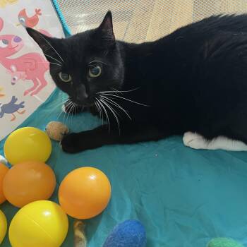 Afina -  Domestic Short Hair Cat for Adoption in Norwalk, Connecticut - Afina | PetCurious