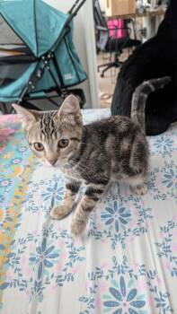 Circe -  Tabby Cat for Adoption in Richmond, Virginia - Circe | PetCurious