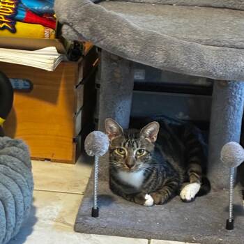 Matilda -  Domestic Short Hair Cat for Adoption in Fort Lauderdale, Florida - Matilda | PetCurious