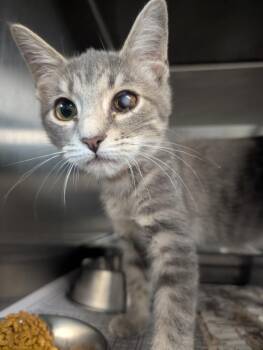 SoSo -  Domestic Short Hair Cat for Adoption in Shelbyville, Tennessee - SoSo | PetCurious