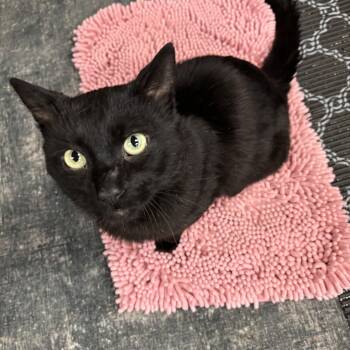 Domestic Short Hair Cats Available for Adoption in Shakespeare, Ontario - DROGON | PetCurious