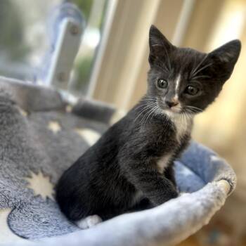 Domestic Short Hair Cats Available for Adoption in Long Beach, California - Everest | PetCurious