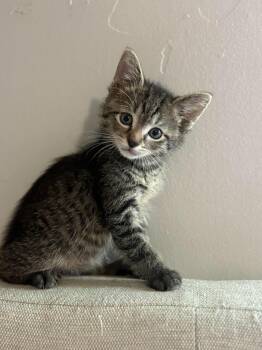 Emmitt (Bonded with Louie) -  Domestic Short Hair Cat for Adoption in Clayton, North Carolina - Emmitt (Bonded With Louie) | PetCurious