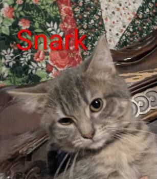 Rescue Tabby Cats for Adoption in Aurora, Indiana - Gaylenes : Snark | PetCurious