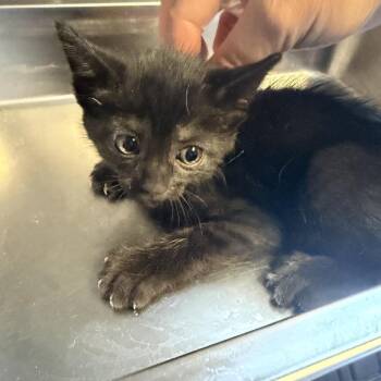 TUSC-Stray-84839_2_3_4_5 -  Domestic Short Hair Cat for Adoption in Tuscaloosa, Alabama - TUSC-Stray-84839_2_3_4_5 | PetCurious