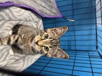 Prince -  Domestic Short Hair Cat for Adoption in Louisville, Kentucky - Prince | PetCurious