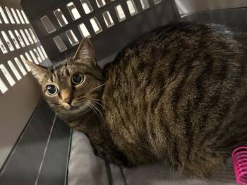 Domestic Short Hair Cats Available for Adoption - Lovely | PetCurious