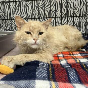 Cheerio -  Domestic Medium Hair Cat for Adoption in Bismarck, North Dakota - Cheerio | PetCurious