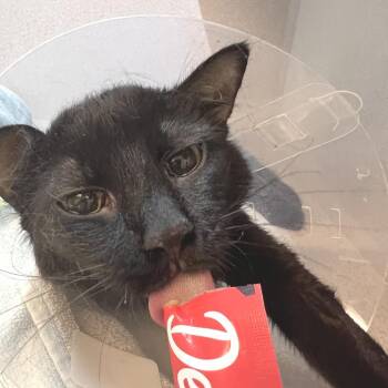 Sasha -  Domestic Short Hair Cat for Adoption in Pittsburgh, Pennsylvania - Sasha | PetCurious