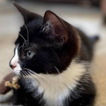 Tutu -  Tuxedo Cat for Adoption in Central Falls, Rhode Island - Tutu | PetCurious