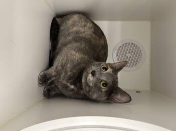 Izzy -  Domestic Short Hair Cat for Adoption in Seattle, Washington - Izzy | PetCurious