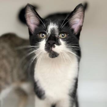 MooMoo -  Domestic Short Hair Cat for Adoption in Champaign, Illinois - MooMoo | PetCurious