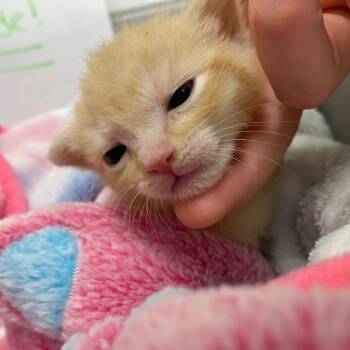 Rescue Domestic Short Hair Cats for Adoption in Troy, Virginia - Orange Crush | PetCurious