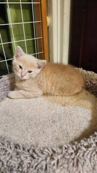Rescue Domestic Short Hair Cats for Adoption in Louisville, Kentucky - Vinny | PetCurious