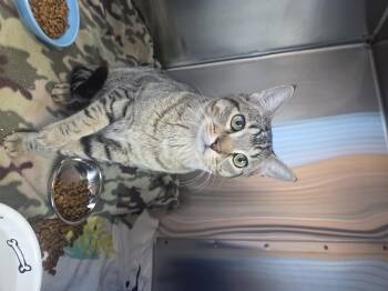 Crimson Sweet -  Domestic Short Hair Cat for Adoption in Brookings, South Dakota - Crimson Sweet | PetCurious