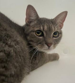 Sterling -  Domestic Short Hair Cat for Adoption - Sterling | PetCurious