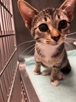 Wonderwoman -  Domestic Short Hair Cat for Adoption in Morgantown, Kentucky - Wonderwoman | PetCurious