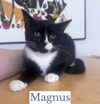 Magnus -  Domestic Short Hair Cat for Adoption in Berkeley Springs, West Virginia - Magnus | PetCurious