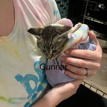 Gunnar -  Domestic Short Hair Cat for Adoption in Edwardsville, Illinois - Gunnar | PetCurious