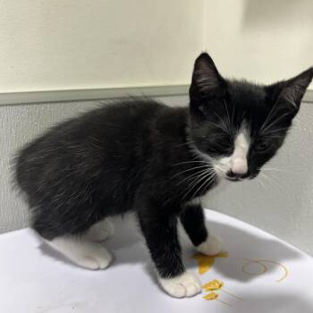 Domestic Short Hair Cats Available for Adoption in Clearwater, Florida - Jacob | PetCurious