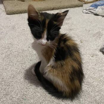 Rescue Domestic Short Hair Cats for Adoption in Buffalo, New York - Brownie And Cali | PetCurious