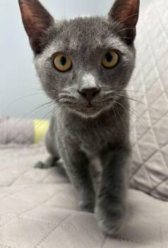 Paul -  Domestic Short Hair Cat for Adoption in Sandusky, Ohio - Paul | PetCurious