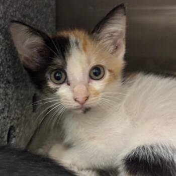 Dots -  Domestic Short Hair Cat for Adoption in League City, Texas - Dots | PetCurious