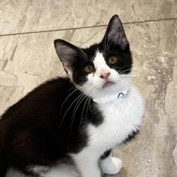 Ophelia -  Domestic Short Hair Cat for Adoption in Brighton, Missouri - Ophelia | PetCurious