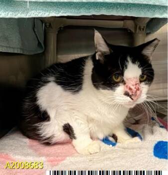 SASSY -  Domestic Short Hair Cat Available for Adoption in West Palm Beach, Florida - SASSY | PetCurious