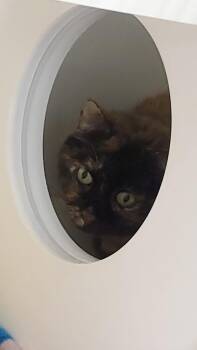 Titi -  Domestic Short Hair Cat for Adoption in Zimmerman, Minnesota - Titi | PetCurious