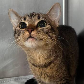 Domestic Short Hair and Tabby Cats Available for Adoption in Petersburg, Illinois - Suzuki | PetCurious