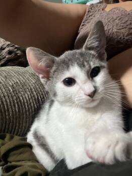 Rescue Domestic Short Hair Cats for Adoption in West Chester, Pennsylvania - Albin | PetCurious