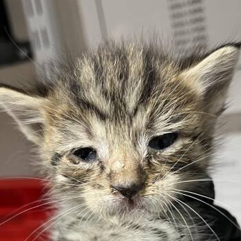 Vinyl -  Domestic Short Hair Cat for Adoption in Yuma, Arizona - Vinyl | PetCurious