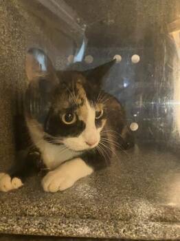 Domestic Medium Hair Cats Available for Adoption in Dallas, Texas - CHARLIMAE | PetCurious