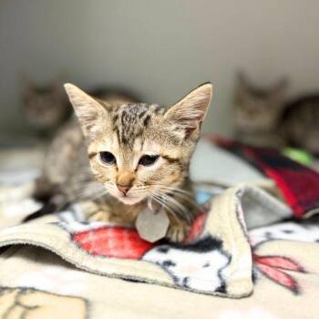 COTTON CANDY -  Domestic Short Hair Cat for Adoption in Aurora, Colorado - COTTON CANDY | PetCurious