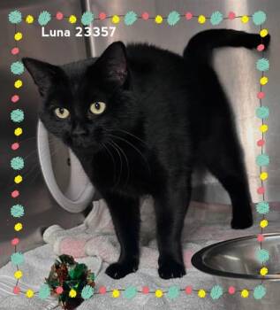LUNA -  Domestic Short Hair Cat for Adoption in Marietta, Georgia - LUNA | PetCurious
