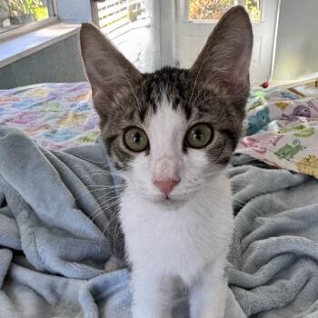 Lil Dipper -  Domestic Medium Hair Cat for Adoption in Titusville, Florida - Lil Dipper | PetCurious
