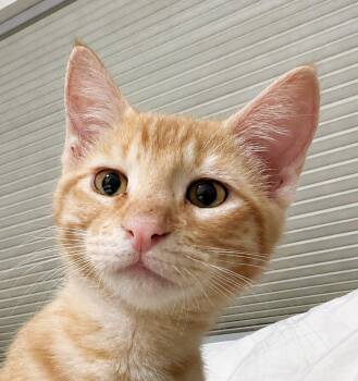 Domestic Short Hair Cats Available for Adoption in Lafayette, Louisiana - Pickleball | PetCurious