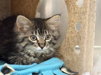 TUNDRA -  Domestic Long Hair Cat for Adoption in Kent, Washington - TUNDRA | PetCurious