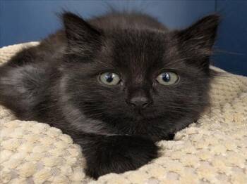 Domestic Medium Hair Cats Available for Adoption in Tracy, California - COMINO | PetCurious