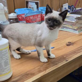 Snowshoe Cats Available for Adoption - Stache | PetCurious