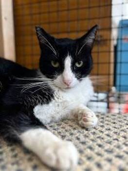 Rescue Domestic Short Hair Cats for Adoption in Beaverton, Oregon - Panda | PetCurious