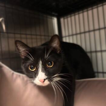 Spell Buddy -  Domestic Short Hair Cat for Adoption in Davenport, Iowa - Spell Buddy | PetCurious